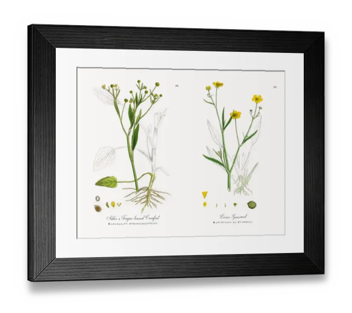 Framed Print : Adderas Tongue-leaved Crowfoot, Ranunculus ophioglossifolius, Victorian Botanical Illustration, 1863 Framed Print : Adderas Tongue-leaved Crowfoot, Ranunculus ophioglossifolius, Victorian Botanical Illustration, 1863
