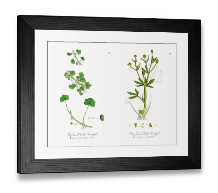Framed Print : Ivy-leaved Water Crowfoot, Ranunculus hederaceus, Victorian Botanical Illustration, 1863 Framed Print : Ivy-leaved Water Crowfoot, Ranunculus hederaceus, Victorian Botanical Illustration, 1863
