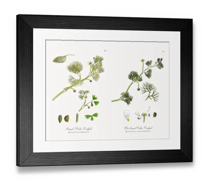 Framed Print : Drouetas Water Crowfoot, Ranunculus Drouetii, Victorian Botanical Illustration, 1863 Framed Print : Drouetas Water Crowfoot, Ranunculus Drouetii, Victorian Botanical Illustration, 1863