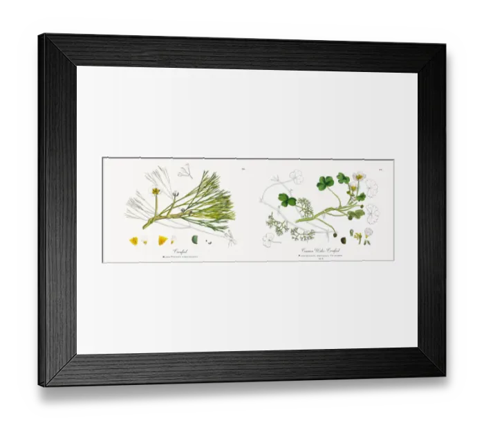 Framed Print : River Water Crowfoot, Ranunculus fluitans, Victorian Botanical Illustration, 1863 Framed Print : River Water Crowfoot, Ranunculus fluitans, Victorian Botanical Illustration, 1863