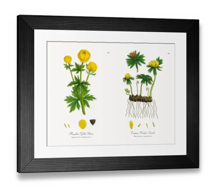 Framed Print : Mountain Globe Flower, Trollius europaeus, Victorian Botanical Illustration, 1863 Framed Print : Mountain Globe Flower, Trollius europaeus, Victorian Botanical Illustration, 1863