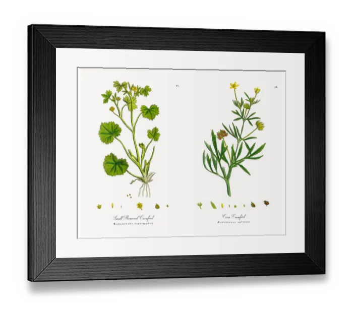 Framed Print : Small Flowered Crowfoot, Ranunculus parviflorus, Victorian Botanical Illustration, 1863