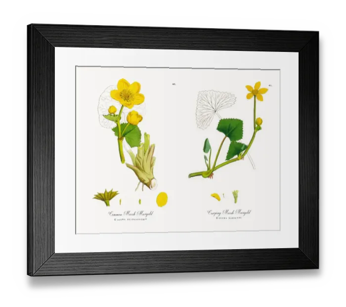 Framed Print : Common Marsh Marigold, Caltha eu-palustris, Victorian Botanical Illustration, 1863