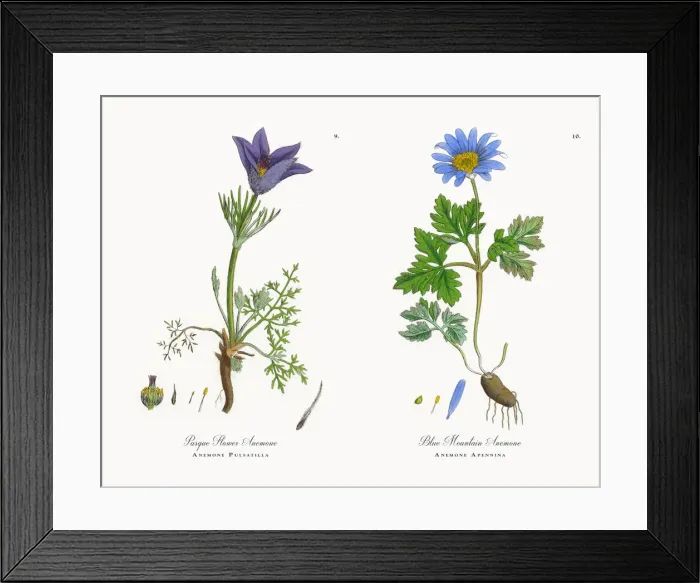 Framed Print : Pasque Flower Anemone, Anemone Pulsatilla, Victorian Botanical Illustration, 1863 Framed Print : Pasque Flower Anemone, Anemone Pulsatilla, Victorian Botanical Illustration, 1863