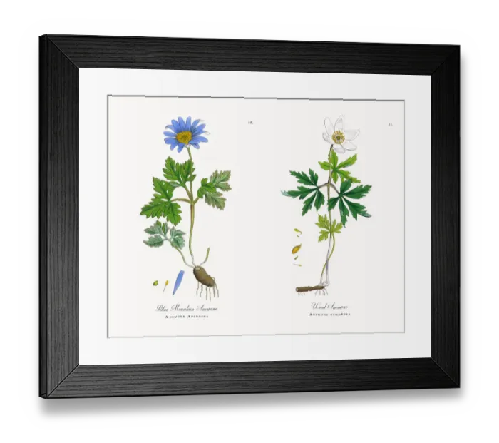 Framed Print : Blue Mountain Anemone, Anemone, Anemone Apennina, Victorian Botanical Illustration, 1863 Framed Print : Blue Mountain Anemone, Anemone, Anemone Apennina, Victorian Botanical Illustration, 1863