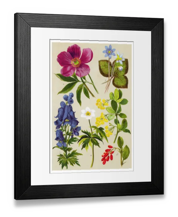 Framed Print : Medicinal and Herbal Plants Framed Print : Medicinal and Herbal Plants