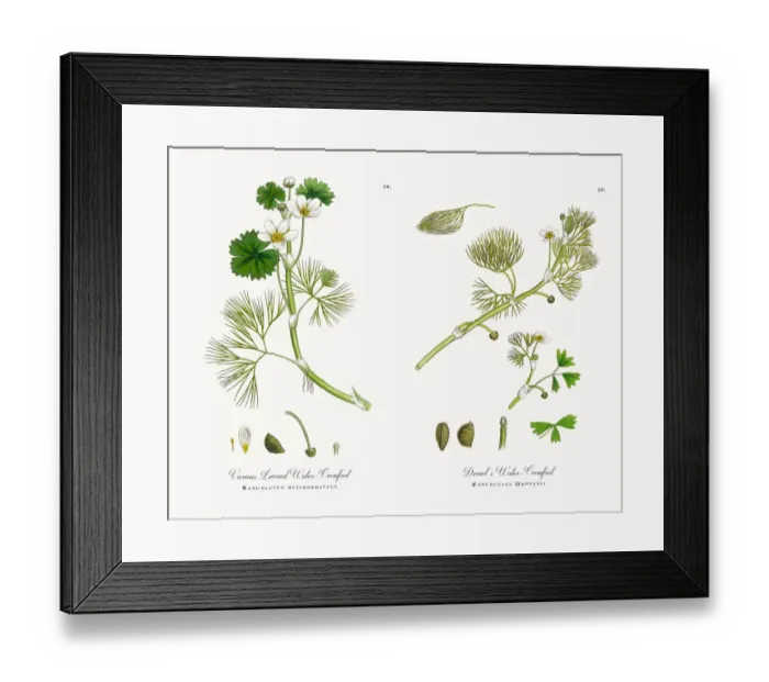 Framed Print : Various Leaved Water Crowfoot, Ranunculus heterophyllus, Victorian Botanical Illustration, 1863 Framed Print : Various Leaved Water Crowfoot, Ranunculus heterophyllus, Victorian Botanical Illustration, 1863