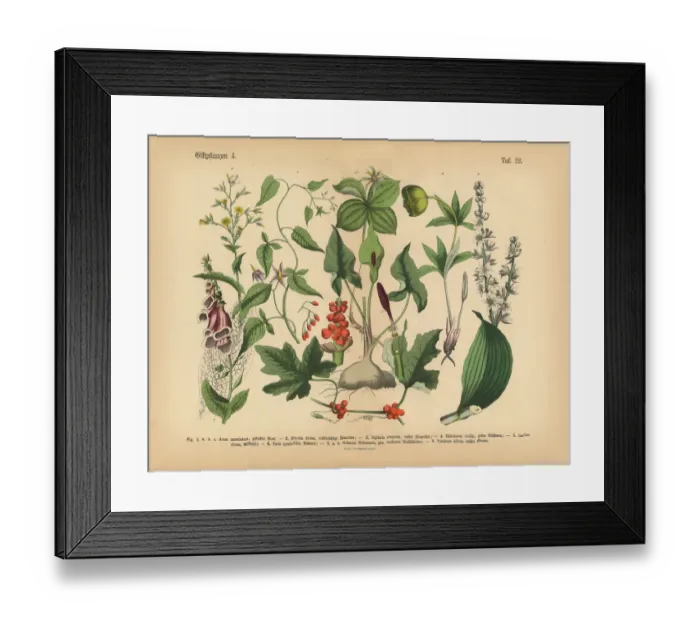 Framed Print : Poisonous and Toxic Plants, Victorian Botanical Illustration Framed Print : Poisonous and Toxic Plants, Victorian Botanical Illustration