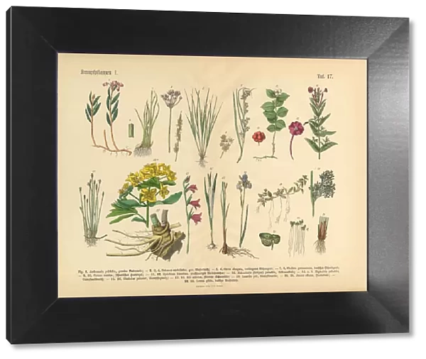 Bog Plants, Wildflowers, and Water Plants, Victorian Botanical Illustration
