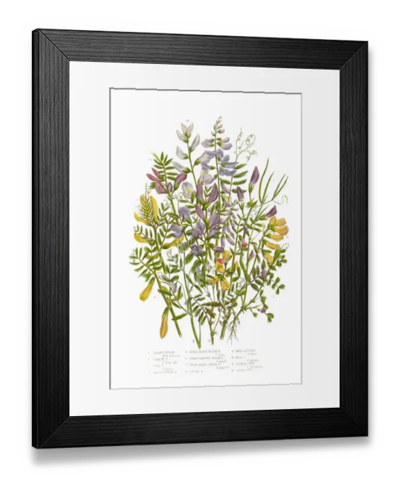 Framed Print : Spring Vetch, Vicia, and Wood Bitter Victorian Botanical Illustration Framed Print : Spring Vetch, Vicia, and Wood Bitter Victorian Botanical Illustration