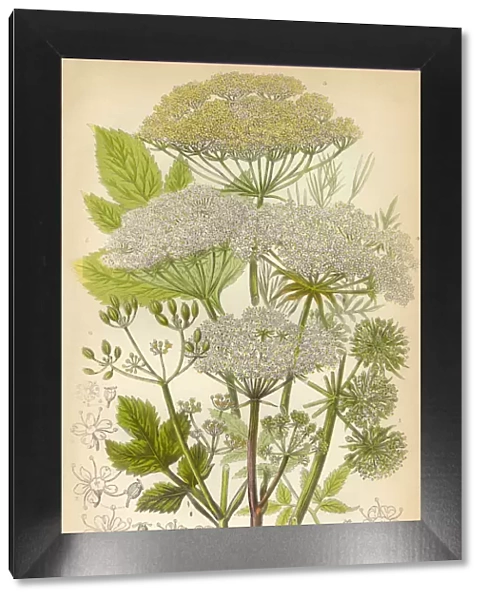 Angelica, Fennel, Parsnip, Victorian Botanical Illustration