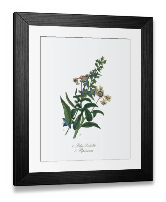 Framed Print : Victorian Botanical Illustration of Blue Lobelia and Pipsissewa Framed Print : Victorian Botanical Illustration of Blue Lobelia and Pipsissewa