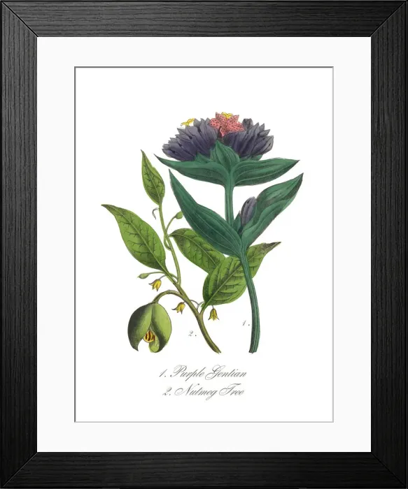 Framed Print : Victorian Botanical Illustration of Purple Gentian and Nutmeg Tree