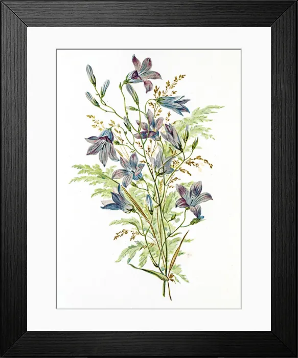 Framed Print : Spring flowers composition 19 century illustration Framed Print : Spring flowers composition 19 century illustration