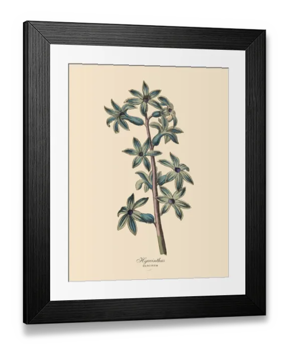 Framed Print : Hyacinthus or Hyacinth Plants, Victorian Botanical Illustration Framed Print : Hyacinthus or Hyacinth Plants, Victorian Botanical Illustration