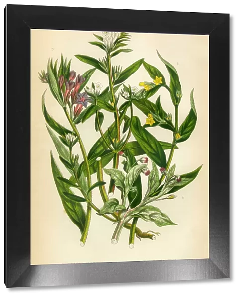 Gromwell, Creeping Gromwell, Stoneseed, Lithospermum, Victorian Botanical Illustration