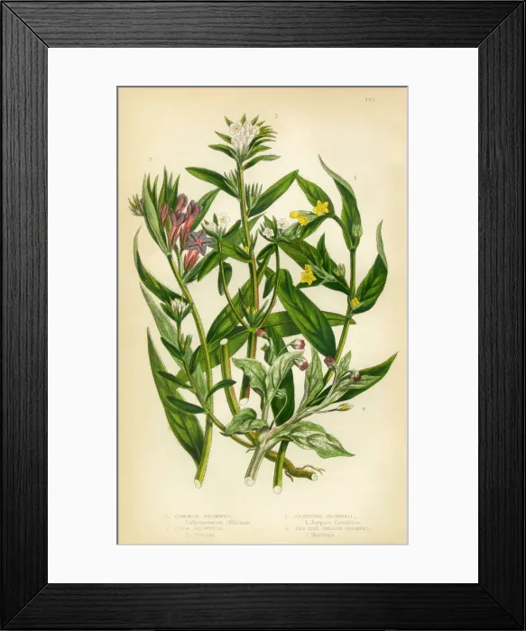 Framed Print : Gromwell, Creeping Gromwell, Stoneseed, Lithospermum, Victorian Botanical Illustration Framed Print : Gromwell, Creeping Gromwell, Stoneseed, Lithospermum, Victorian Botanical Illustration