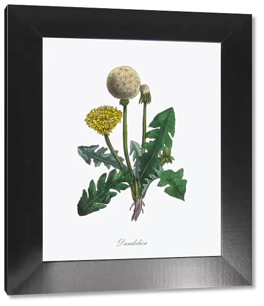 Victorian Botanical Illustration of Dandelion