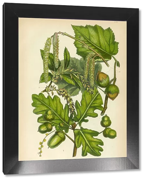 Oak, British Oak, Hazel Nut, Hornbeam, Victorian Botanical Illustration