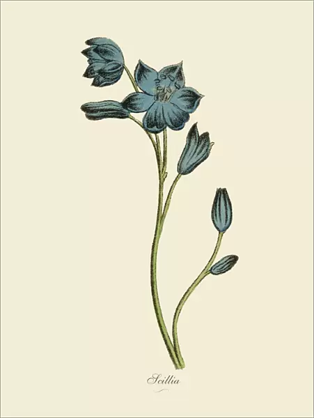 Scillia Plants, Victorian Botanical Illustration