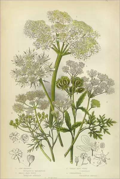 Parsnip, Coriander, Hartwort, Hemlock, Victorian Botanical Illustration