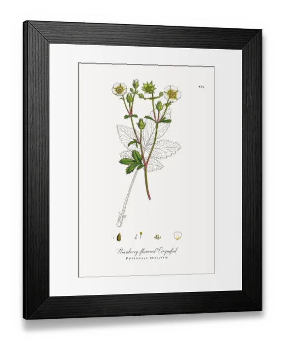 Framed Print : Strawberry-flowered Cinquefoil, Potentilla rupestris, Victorian Botanical Illustration, 1863 Framed Print : Strawberry-flowered Cinquefoil, Potentilla rupestris, Victorian Botanical Illustration, 1863
