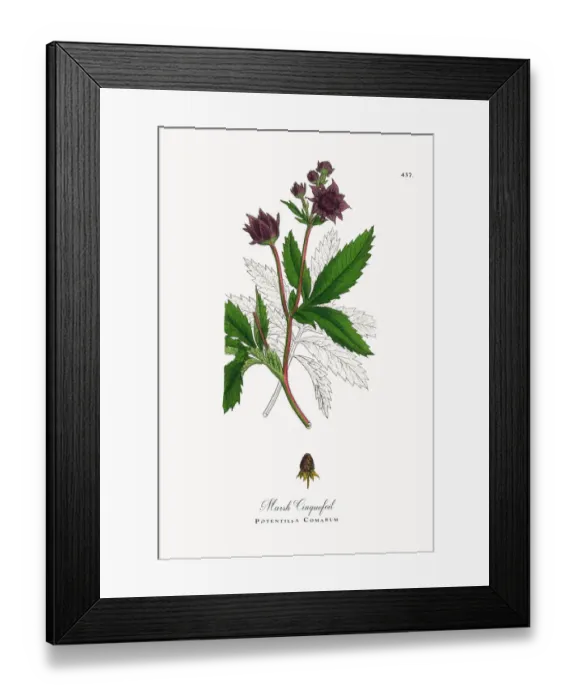Framed Print : Marsh Cinquefoil, Potentilla Comarum, Victorian Botanical Illustration, 1863 Framed Print : Marsh Cinquefoil, Potentilla Comarum, Victorian Botanical Illustration, 1863