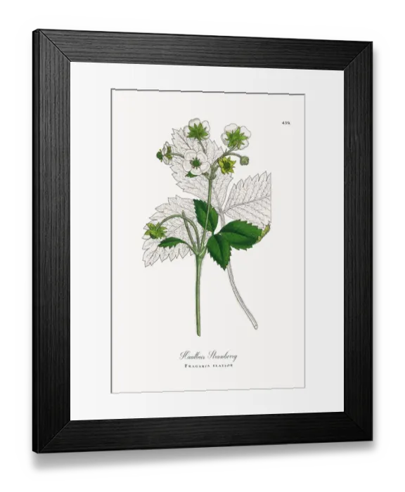 Framed Print : Hautbois Strawberry, Fragaria elatior, Victorian Botanical Illustration, 1863 Framed Print : Hautbois Strawberry, Fragaria elatior, Victorian Botanical Illustration, 1863