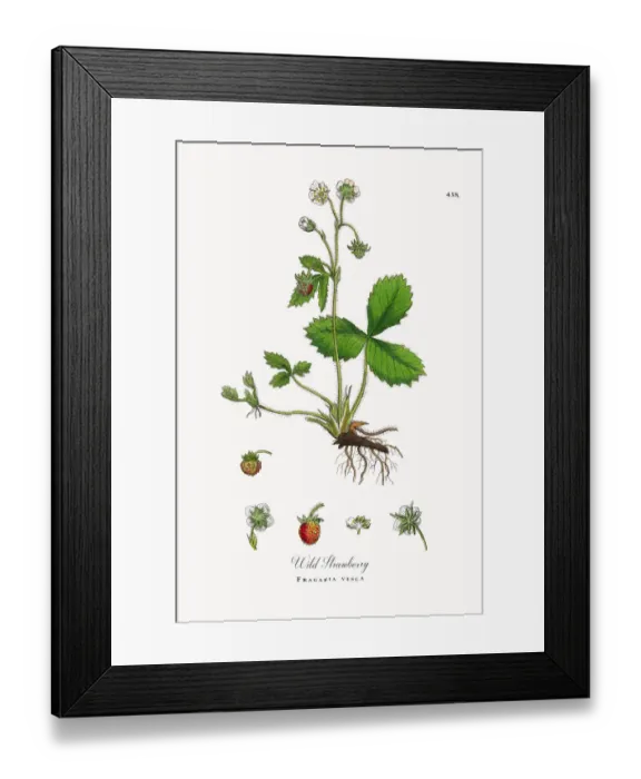 Framed Print : Wild Strawberry, Fragaria vesca, Victorian Botanical Illustration, 1863 Framed Print : Wild Strawberry, Fragaria vesca, Victorian Botanical Illustration, 1863