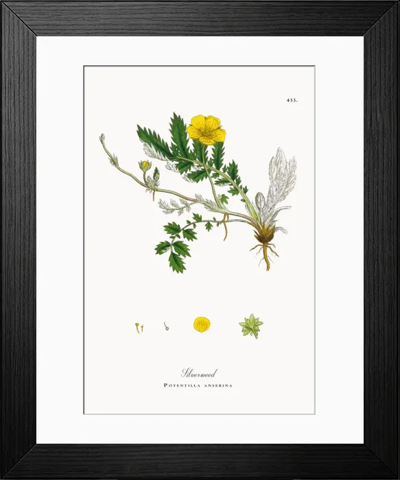 Framed Print : Silverweed, Potentilla anserina, Victorian Botanical Illustration, 1863 Framed Print : Silverweed, Potentilla anserina, Victorian Botanical Illustration, 1863
