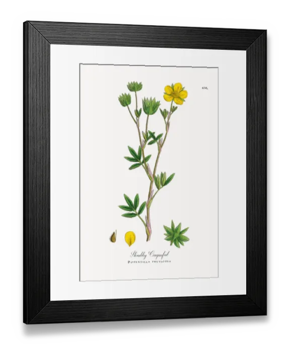 Framed Print : Shrubby Cinquefoil, Potentilla fruticosa, Victorian Botanical Illustration, 1863 Framed Print : Shrubby Cinquefoil, Potentilla fruticosa, Victorian Botanical Illustration, 1863