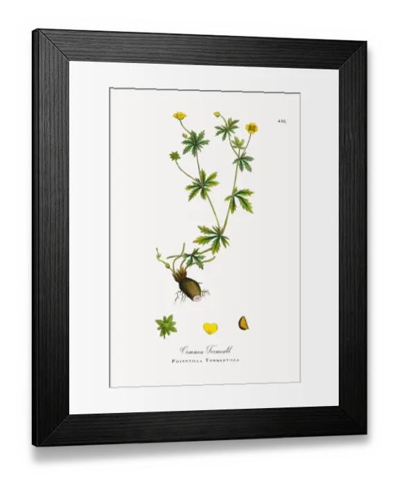 Framed Print : Common Tormentil, Potentilla Tormentilla, Victorian Botanical Illustration, 1863 Framed Print : Common Tormentil, Potentilla Tormentilla, Victorian Botanical Illustration, 1863