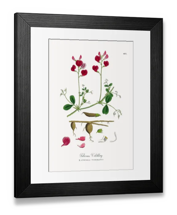 Framed Print : Tuberous Vetchling, Lathyrus tuberosus, Victorian Botanical Illustration, 1863 Framed Print : Tuberous Vetchling, Lathyrus tuberosus, Victorian Botanical Illustration, 1863