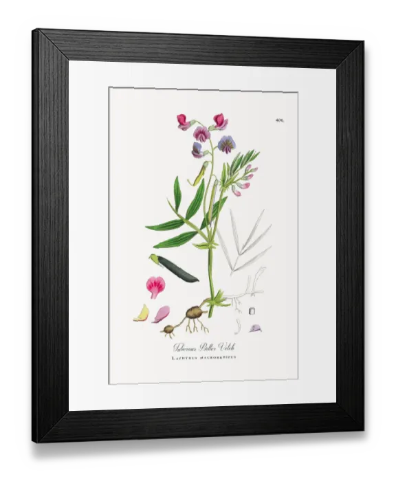 Framed Print : Tuberous Bitter Vetch, Lathyrus macrorrhizus, Victorian Botanical Illustration, 1863 Framed Print : Tuberous Bitter Vetch, Lathyrus macrorrhizus, Victorian Botanical Illustration, 1863