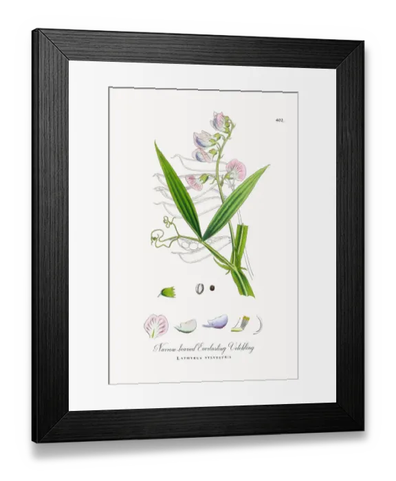Framed Print : Narrow-leaved Everlasting Vetchling, Lathyrus sylvestris, Victorian Botanical Illustration, 1863