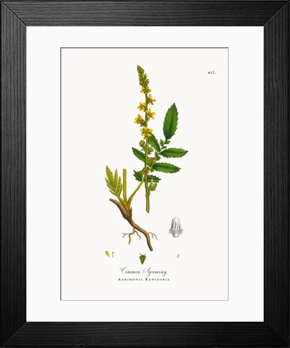 Framed Print : Common Agrimony, Agrimonia Eupatoria, Victorian Botanical Illustration, 1863 Framed Print : Common Agrimony, Agrimonia Eupatoria, Victorian Botanical Illustration, 1863