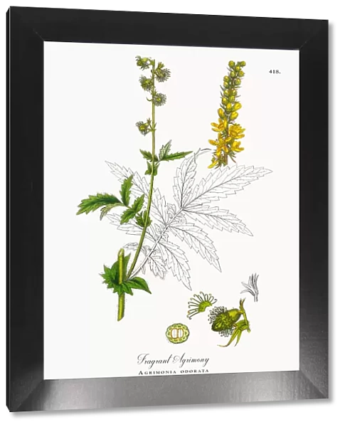 Fragrant Agrimony, Agrimonia odorata, Victorian Botanical Illustration, 1863
