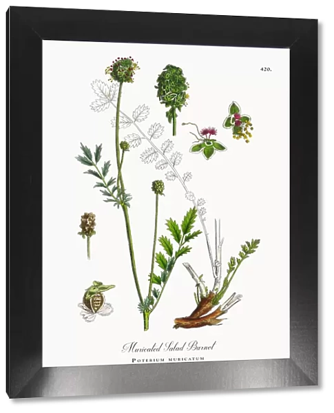 Muricated Salad Burnet, Poterium muricatum, Victorian Botanical Illustration, 1863