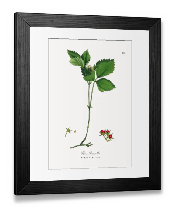 Framed Print : Stone Bramble, Rubus saxatilis, Victorian Botanical Illustration, 1863 Framed Print : Stone Bramble, Rubus saxatilis, Victorian Botanical Illustration, 1863