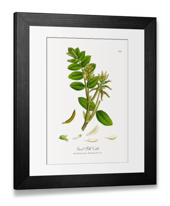 Framed Print : Sweet Milk Vetch, Astragalus bypoglottis, Victorian Botanical Illustration, 1863 Framed Print : Sweet Milk Vetch, Astragalus bypoglottis, Victorian Botanical Illustration, 1863
