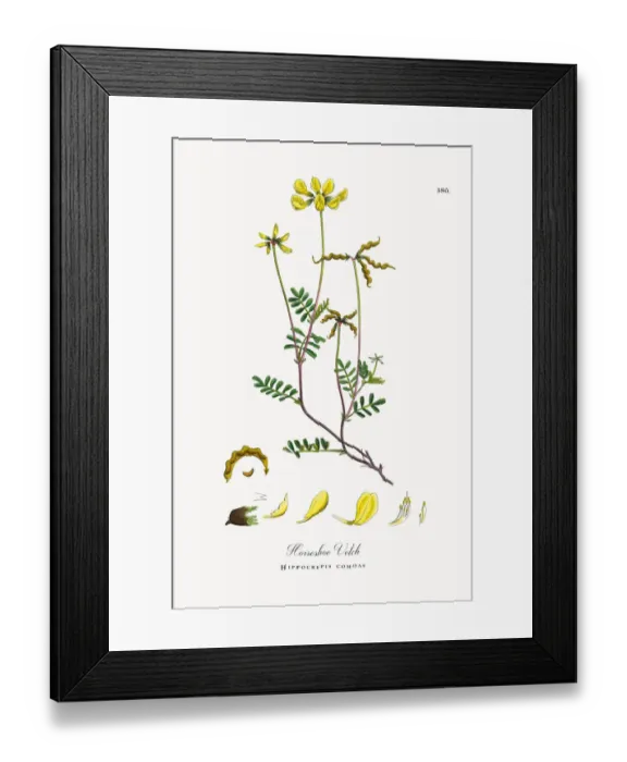 Framed Print : Horseshoe Vetch, Hippocrepis comoas, Victorian Botanical Illustration, 1863 Framed Print : Horseshoe Vetch, Hippocrepis comoas, Victorian Botanical Illustration, 1863