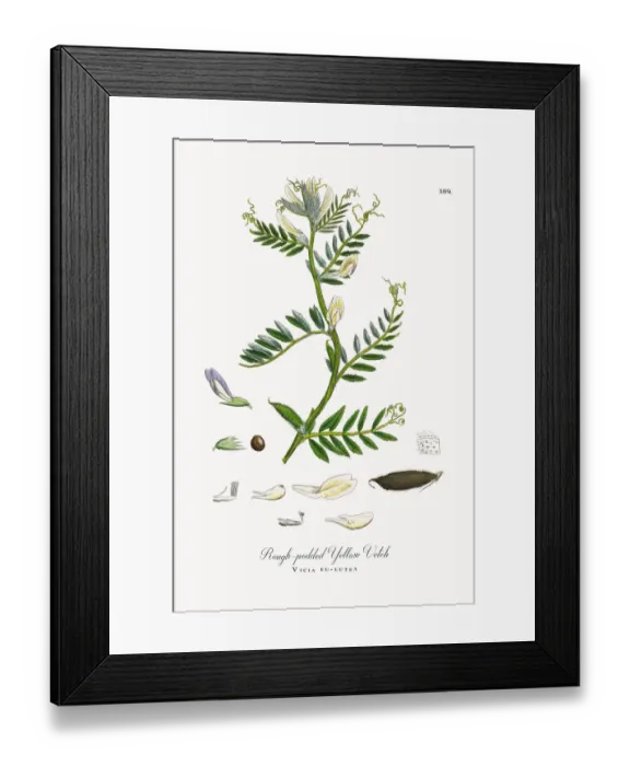 Framed Print : Rough-podded Yellow Vetch, Vicia eu-lutea, Victorian Botanical Illustration, 1863 Framed Print : Rough-podded Yellow Vetch, Vicia eu-lutea, Victorian Botanical Illustration, 1863