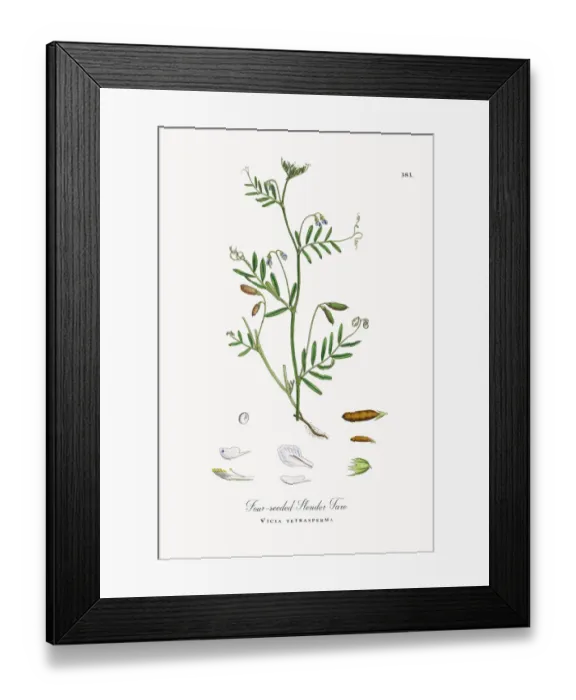 Framed Print : Four-seeded Slender Tare, Vicia tetrasperma, Victorian Botanical Illustration, 1863 Framed Print : Four-seeded Slender Tare, Vicia tetrasperma, Victorian Botanical Illustration, 1863