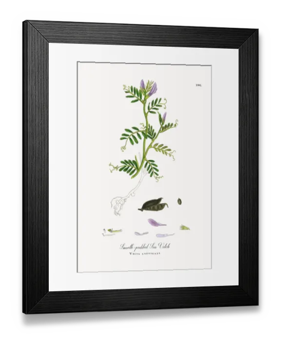 Framed Print : Smooth-podded Sea Vetch, Vicia laevigata, Victorian Botanical Illustration, 1863 Framed Print : Smooth-podded Sea Vetch, Vicia laevigata, Victorian Botanical Illustration, 1863
