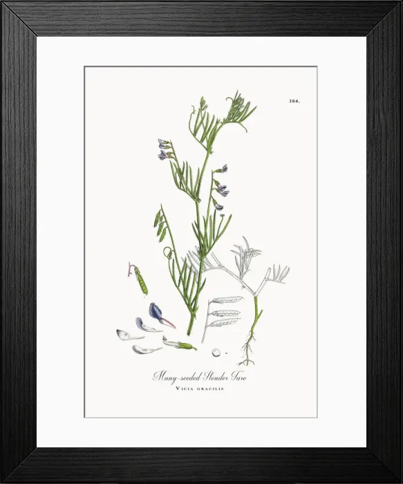 Framed Print : Many-seeded Slender Tare, Vicia gracilis, Victorian Botanical Illustration, 1863 Framed Print : Many-seeded Slender Tare, Vicia gracilis, Victorian Botanical Illustration, 1863