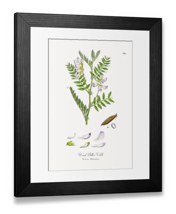 Framed Print : Wood Bitter Vetch, Vicia Orobus, Victorian Botanical Illustration, 1863 Framed Print : Wood Bitter Vetch, Vicia Orobus, Victorian Botanical Illustration, 1863
