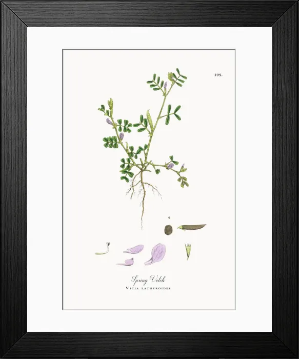 Framed Print : Spring Vetch, Vicia lathyroides, Victorian Botanical Illustration, 1863 Framed Print : Spring Vetch, Vicia lathyroides, Victorian Botanical Illustration, 1863