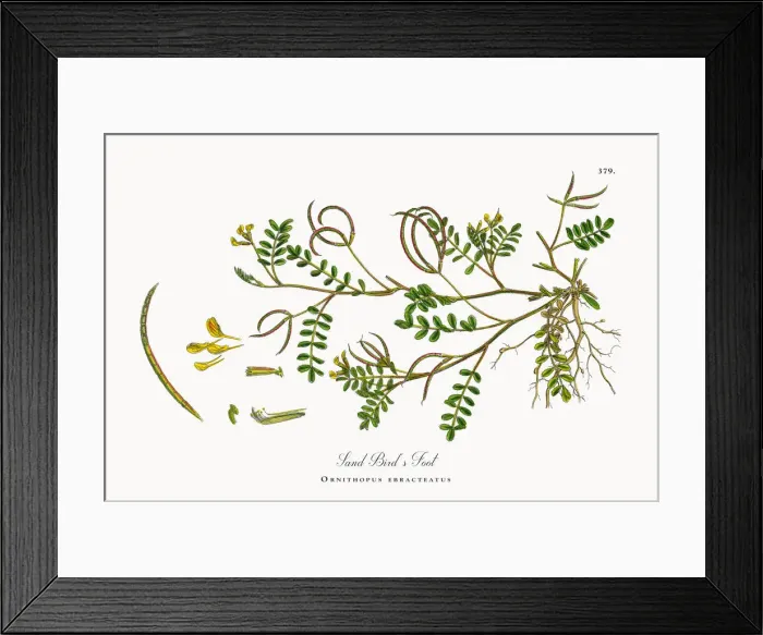 Framed Print : Sand Birdas Foot, Ornithopus ebracteatus, Victorian Botanical Illustration, 1863 Framed Print : Sand Birdas Foot, Ornithopus ebracteatus, Victorian Botanical Illustration, 1863