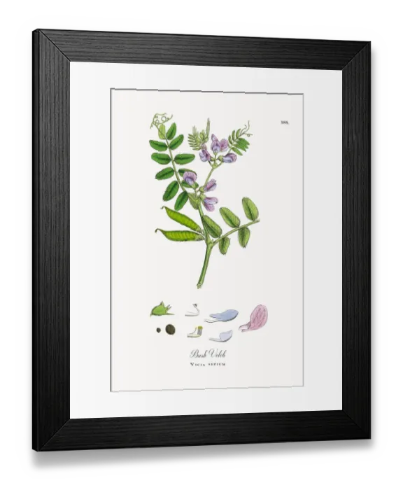 Framed Print : Bush Vetch, Vicia sepium, Victorian Botanical Illustration, 1863 Framed Print : Bush Vetch, Vicia sepium, Victorian Botanical Illustration, 1863