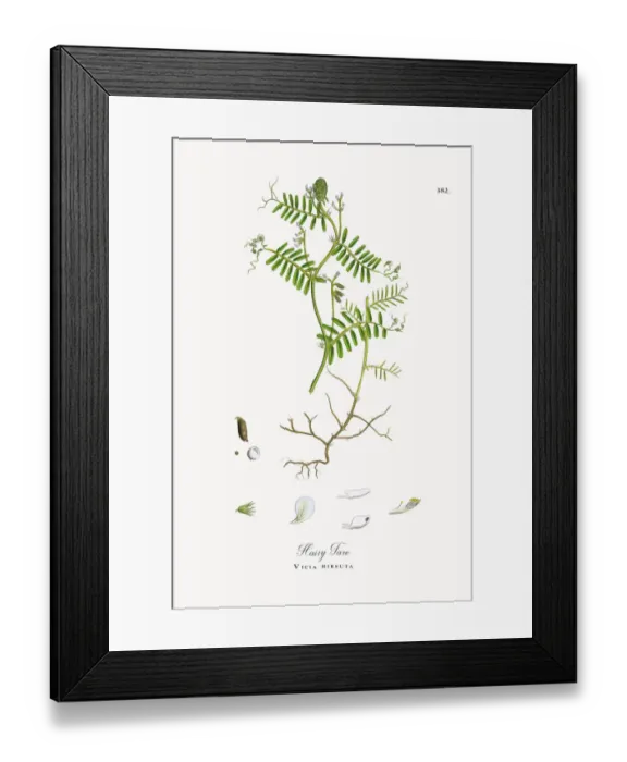 Framed Print : Hairy Tare, Vicia hirsuta, Victorian Botanical Illustration, 1863 Framed Print : Hairy Tare, Vicia hirsuta, Victorian Botanical Illustration, 1863